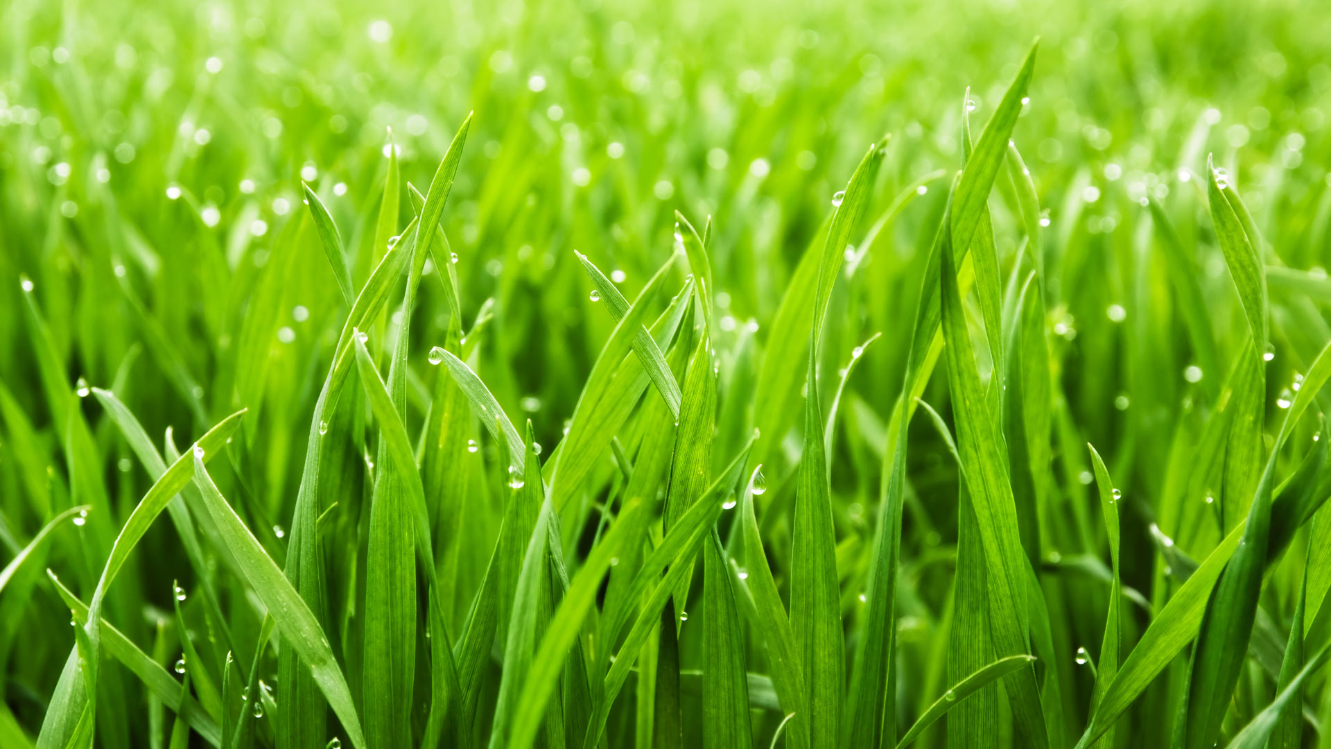 Dew drops in a lawn in The Plantation at Leesburg, FL.