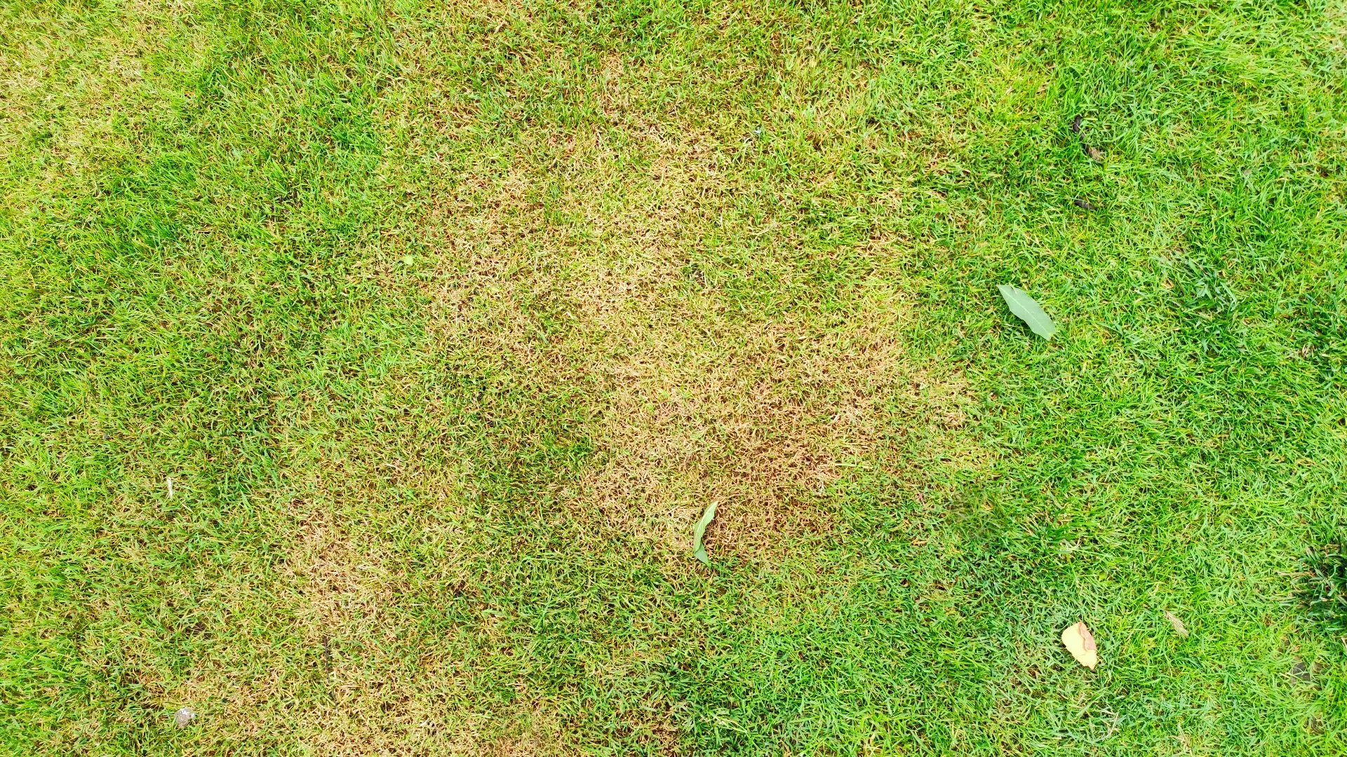What Conditions Cause Lawn Diseases to Develop?
