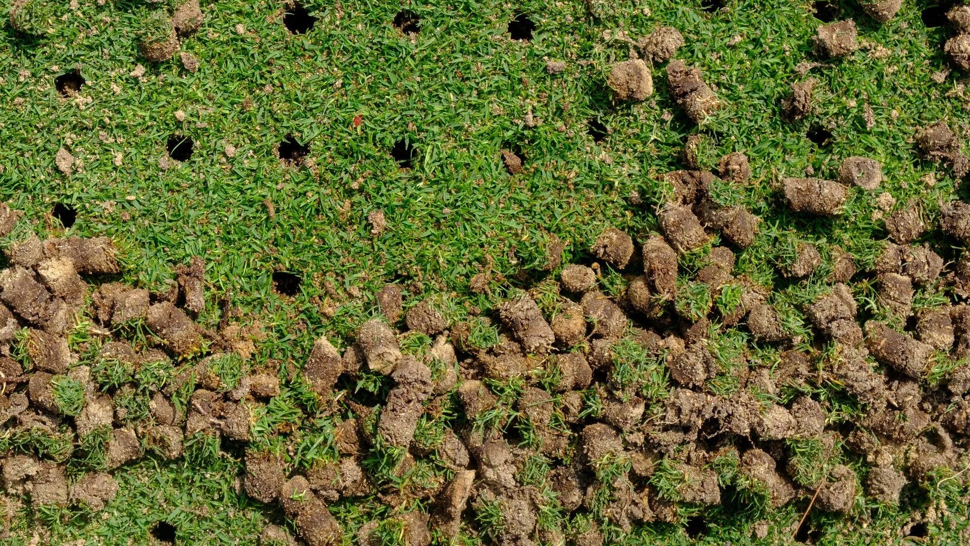 Which Aeration Method Is Best - Liquid or Core?