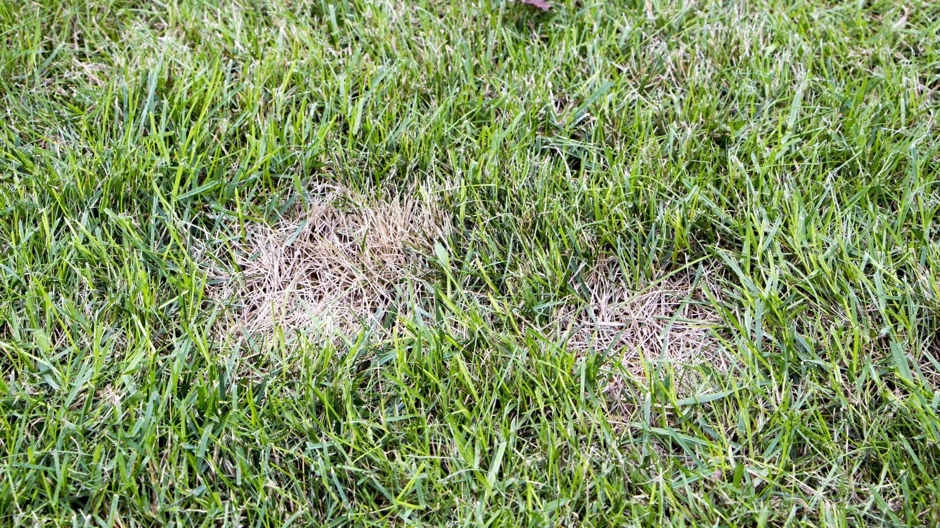 How to Identify & Treat Dollar Spot in Your Lawn