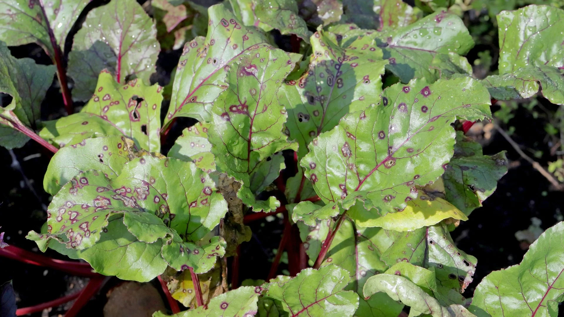 3 Plant Diseases That Cause Problems for Trees & Shrubs in Florida