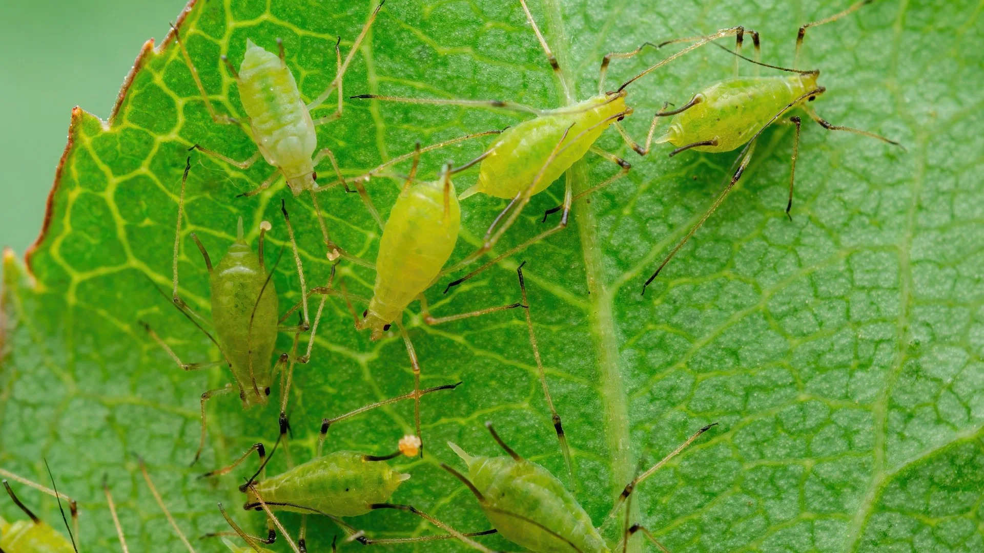 Your Trees & Shrubs in Florida Can Fall Victim to These Insects!