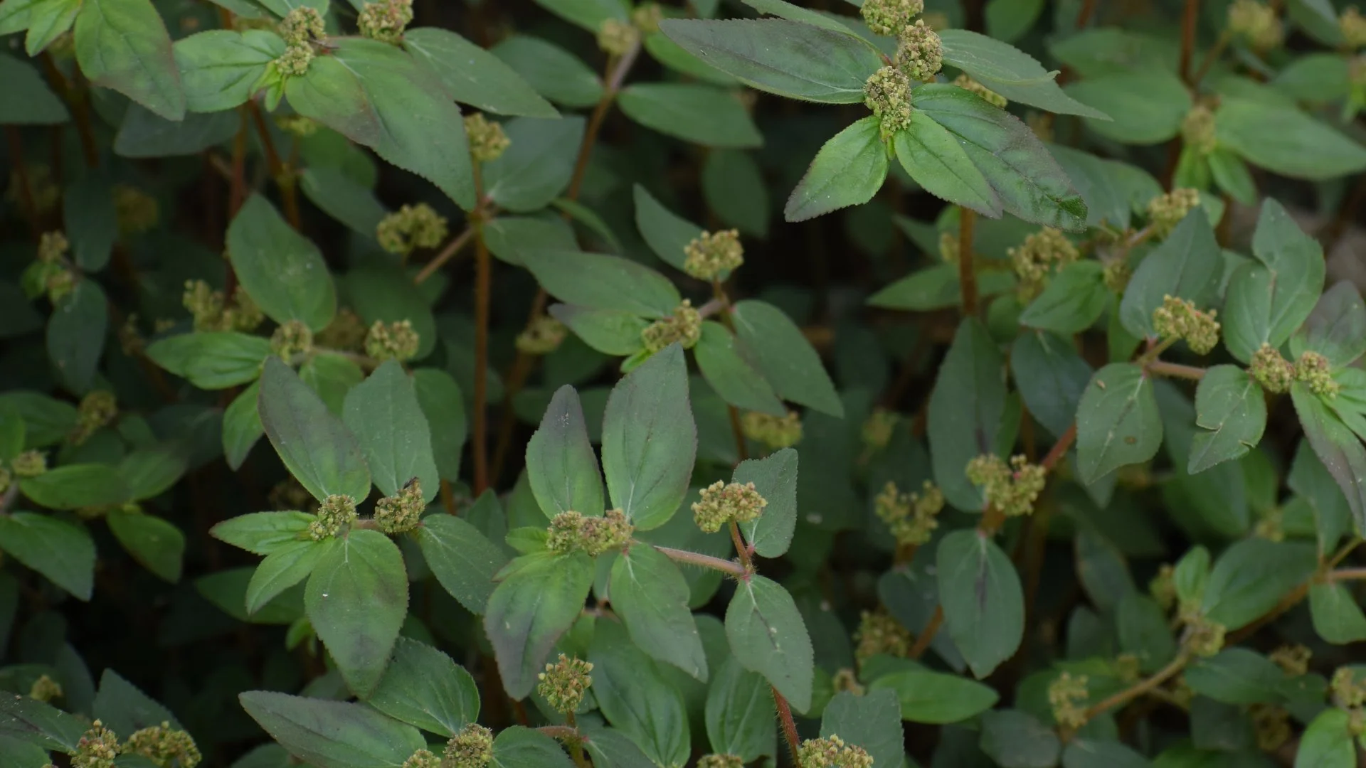 Skipping Out on Weed Control Treatments Is a Big Mistake!