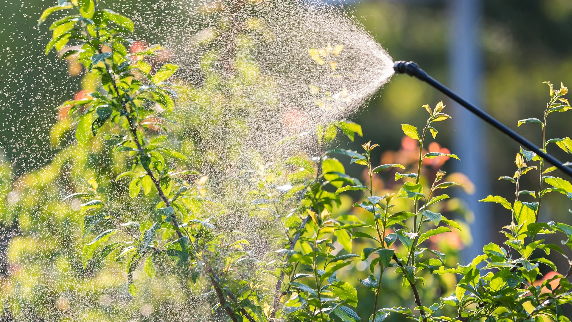 Do Trees & Shrubs Need to Be Fertilized?