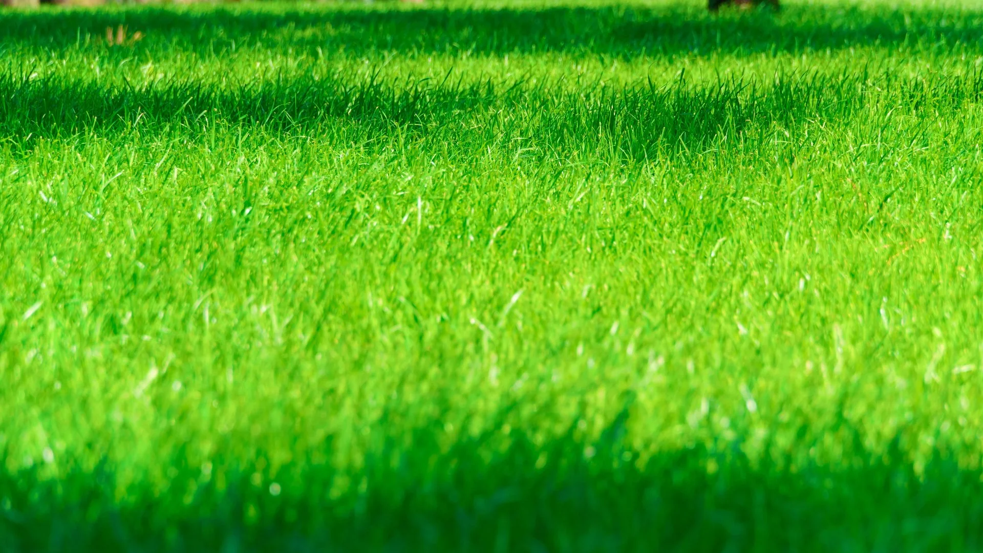 Is It Worth It to Hire Pros to Handle Your Lawn Care?