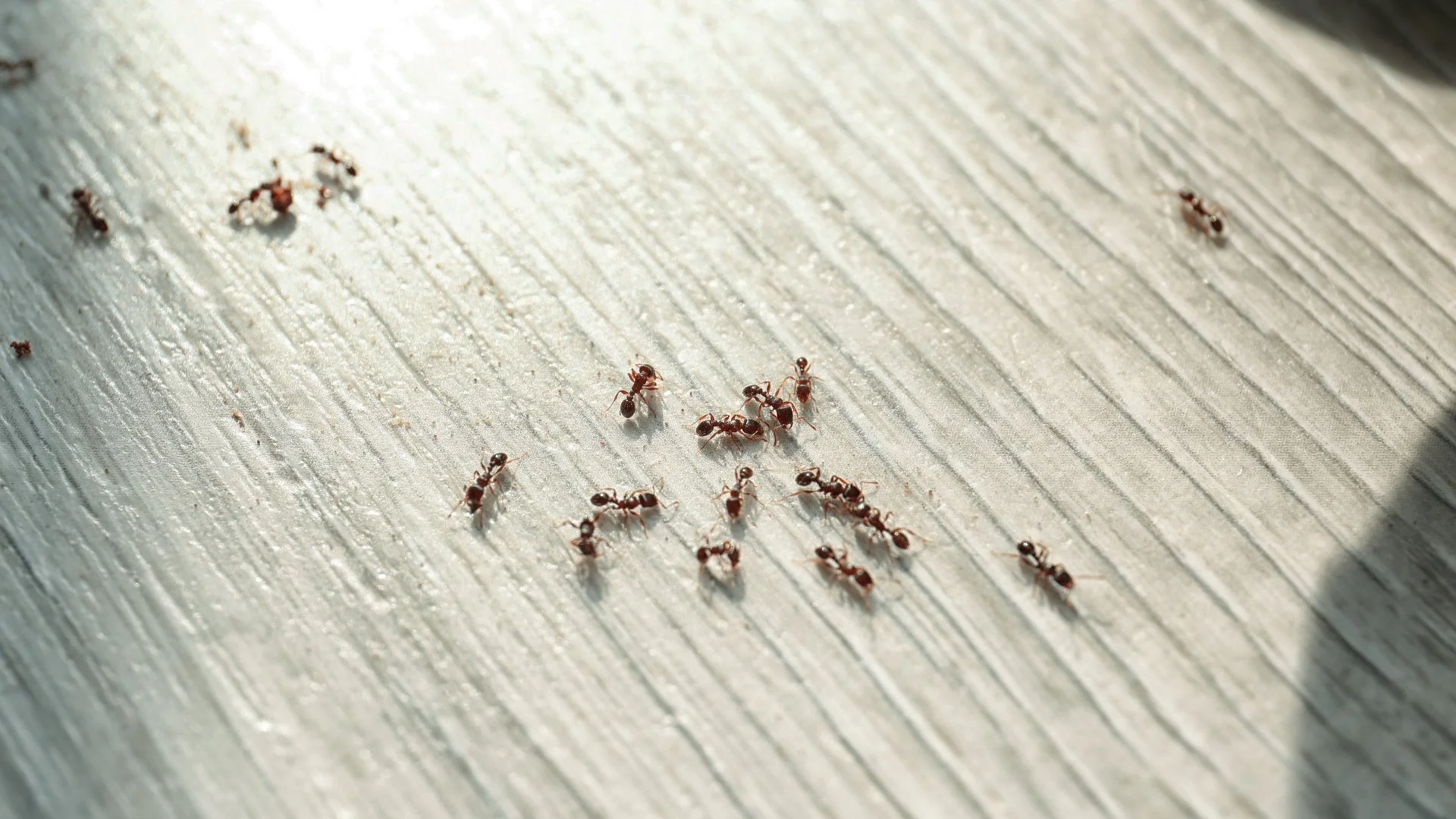 What to Do When You Have an Ant Infestation in Your Home