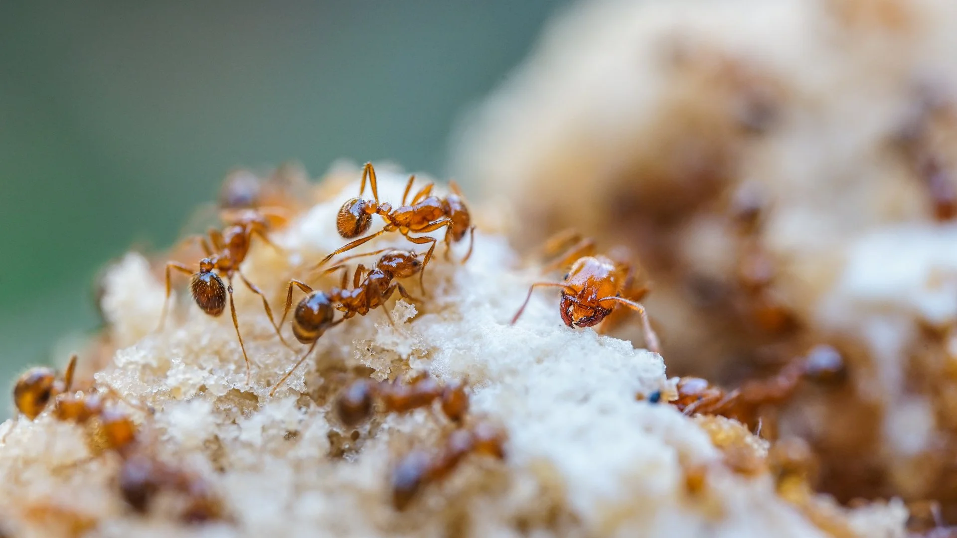 How to Tell the Difference Between Fire Ant Mounds vs Regular Ants