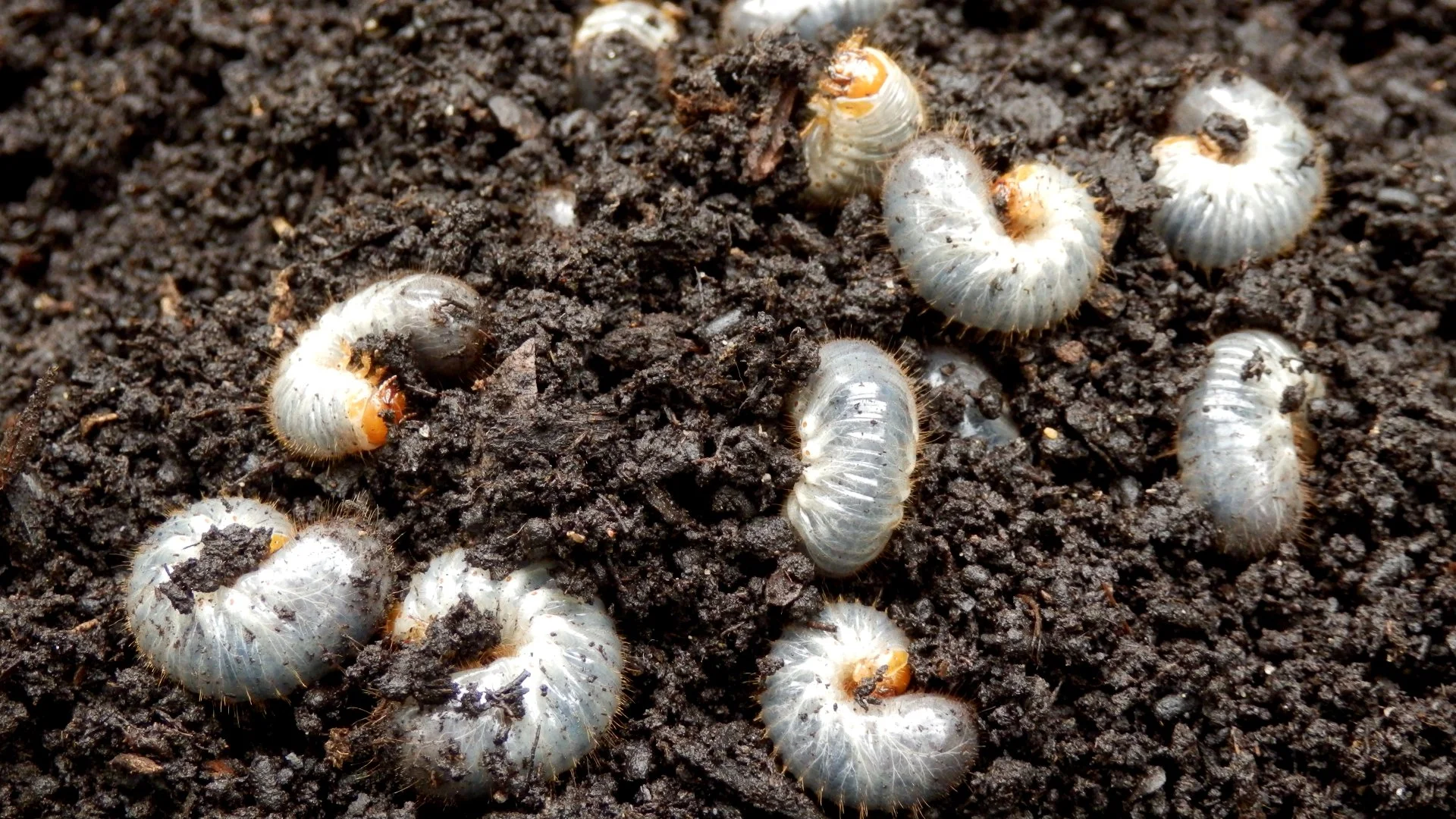 Skipping Out on a Preventative Grub Control Treatment Can Be a Big Mistake
