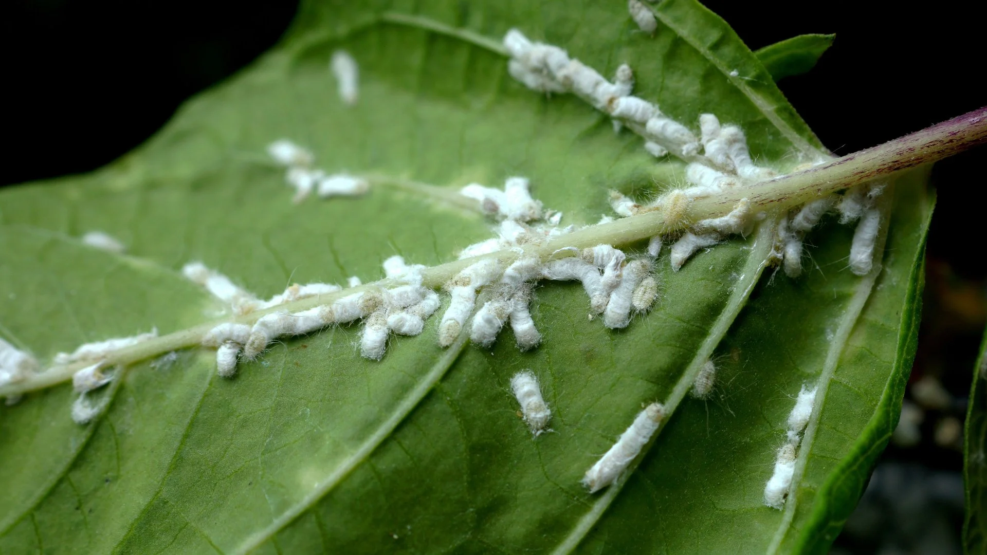 What Are Mealybugs?