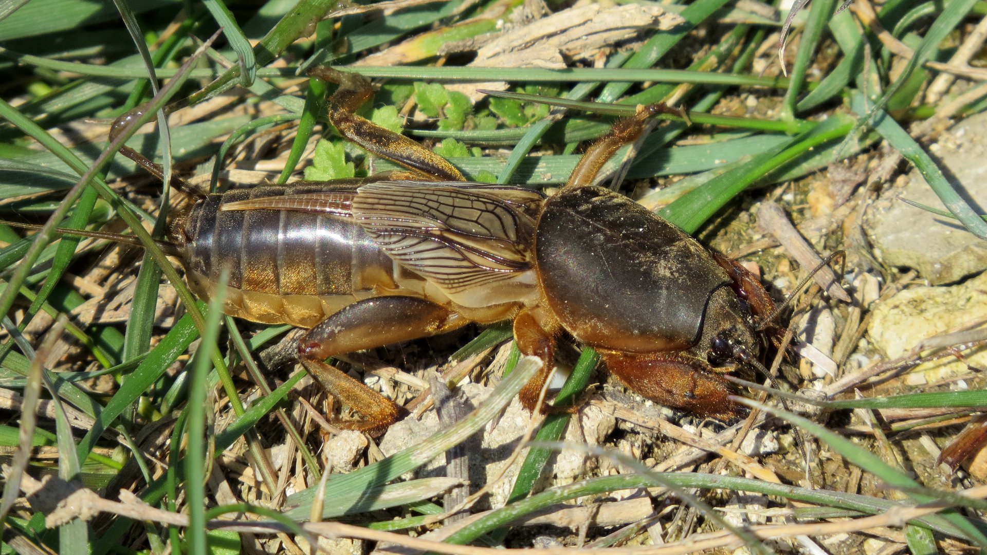 Mole Crickets - Why Are They Such a Big Deal in Florida?