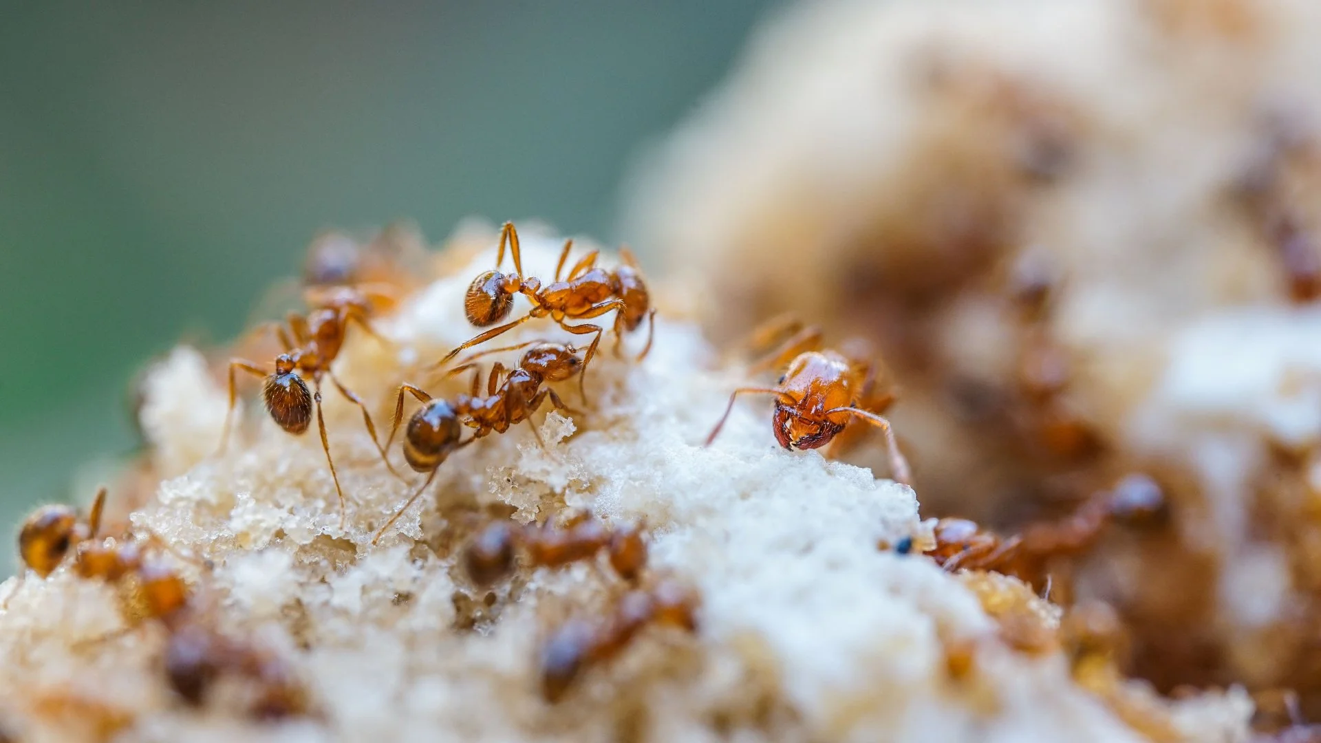 Is It More Cost Effective To DIY Pest Control Or Hire Professionals?