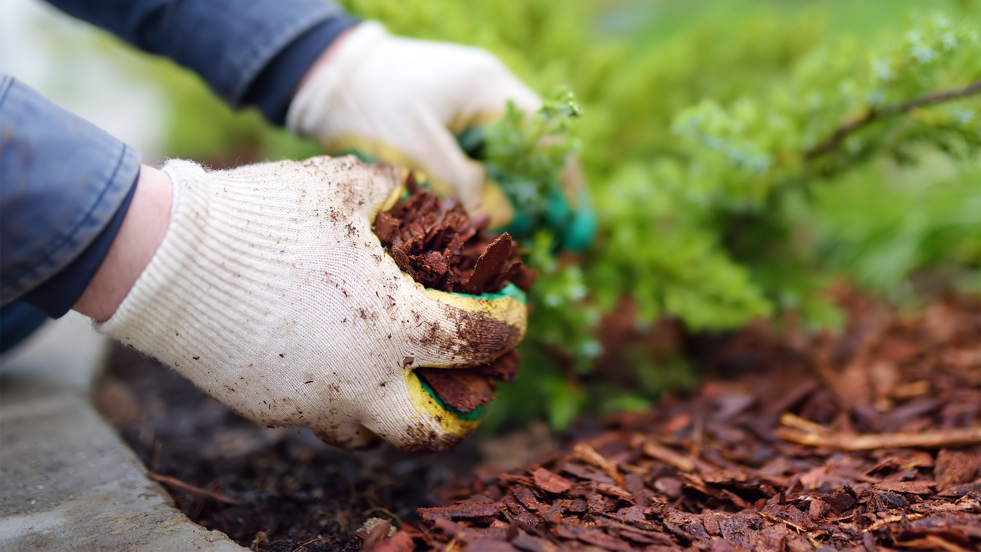 A professional is installing mulch using gloves for a residential property owner near Lady Lake, FL.