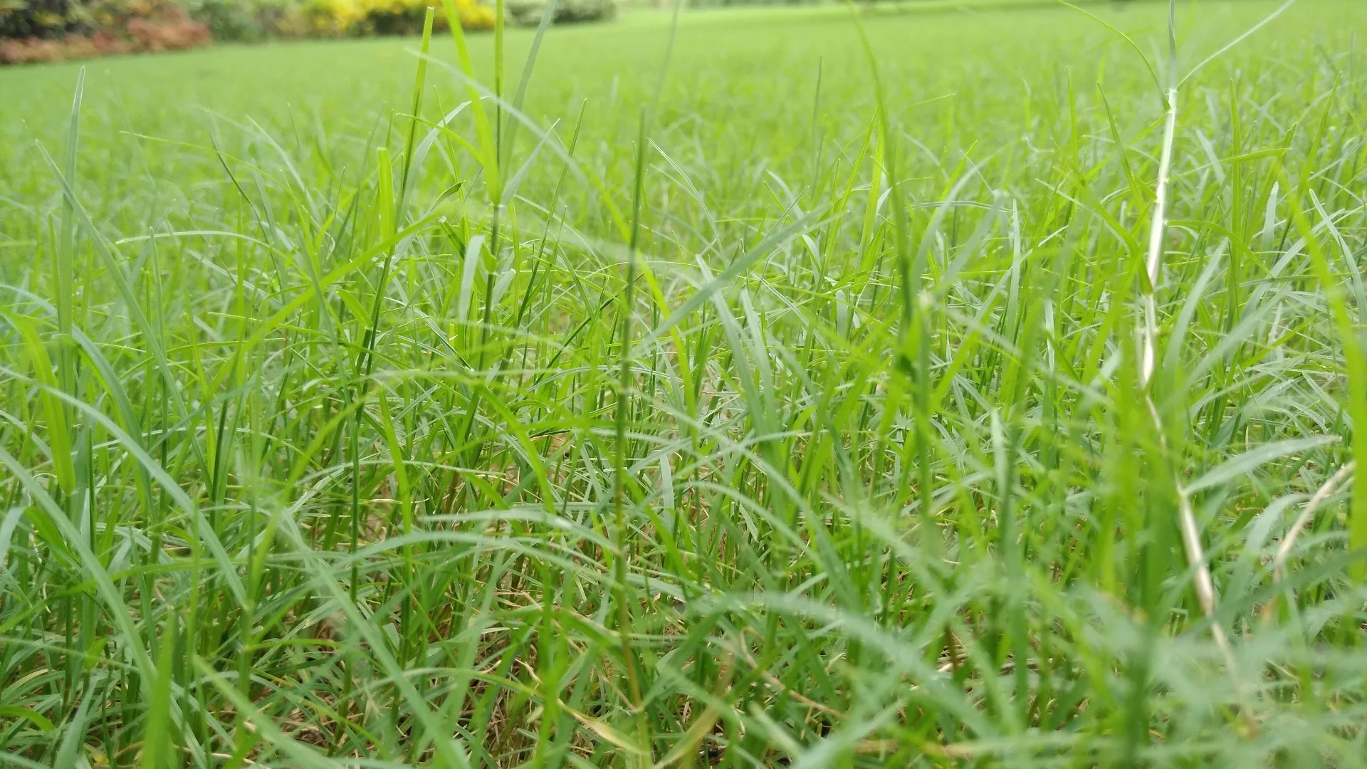 What's the Difference Between Purple & Yellow Nutsedge?