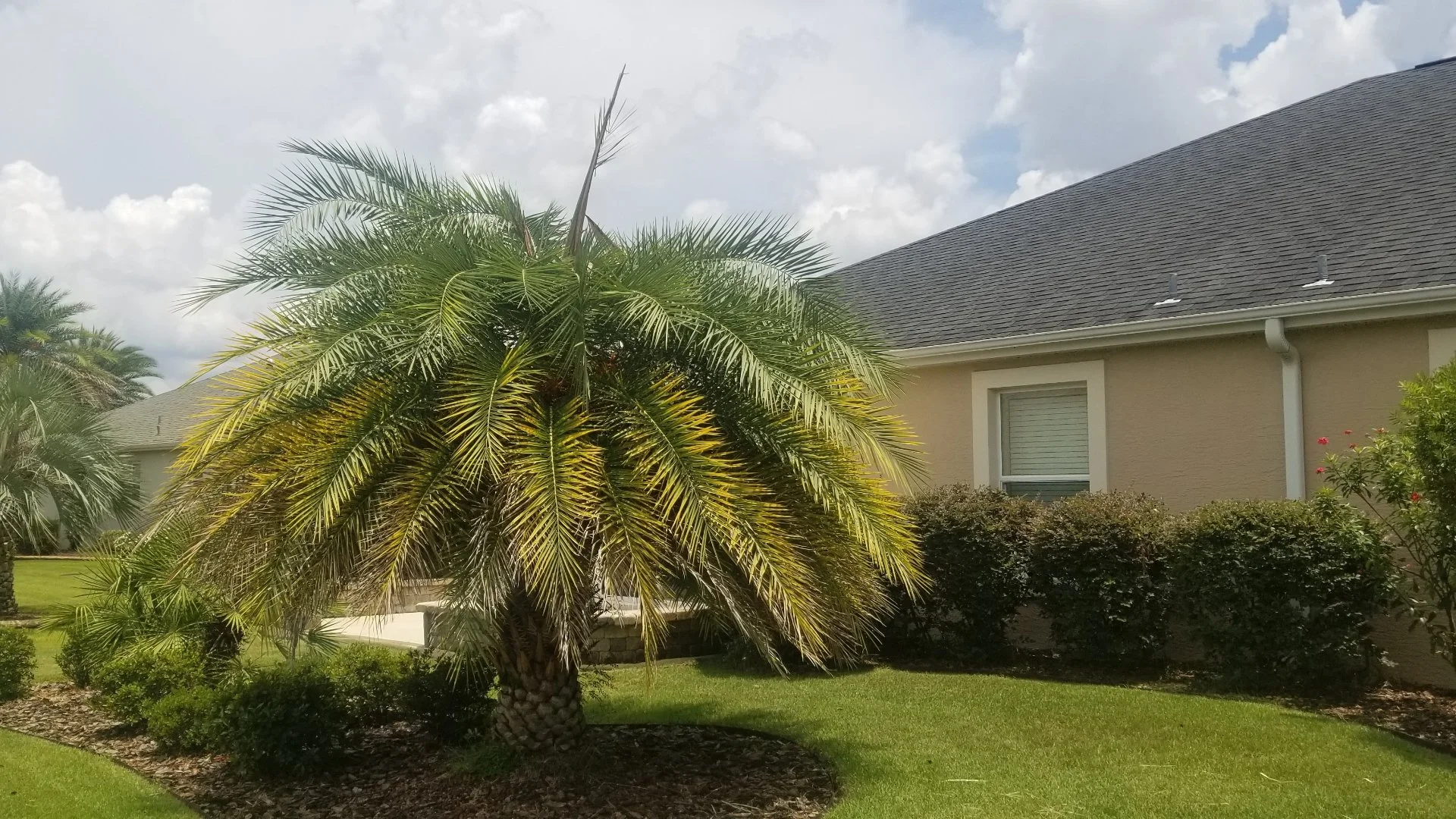 Don’t Forget to Have Your Trees & Shrubs Fertilized in the Fall