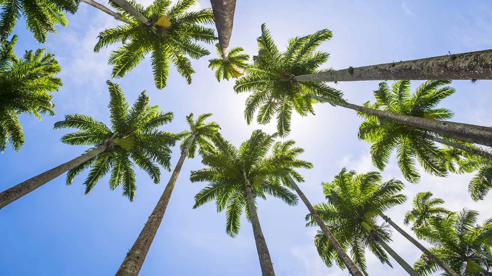 A beautiful row of trees looking to the sun filled sky on a beautiful afternoon in The Villages, FL.