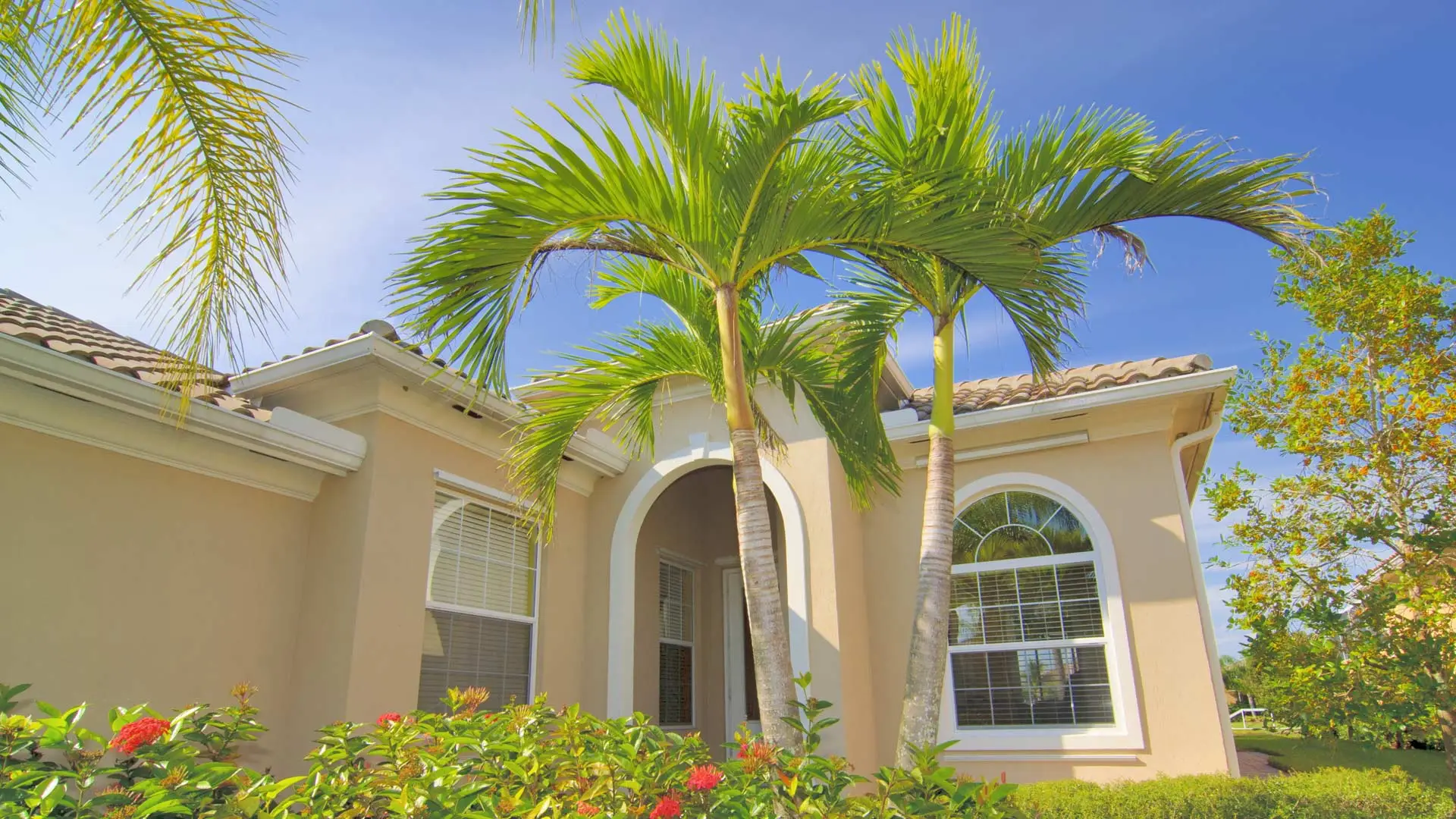 Healthy palm trees in a landscape bed in Wildwood, FL.