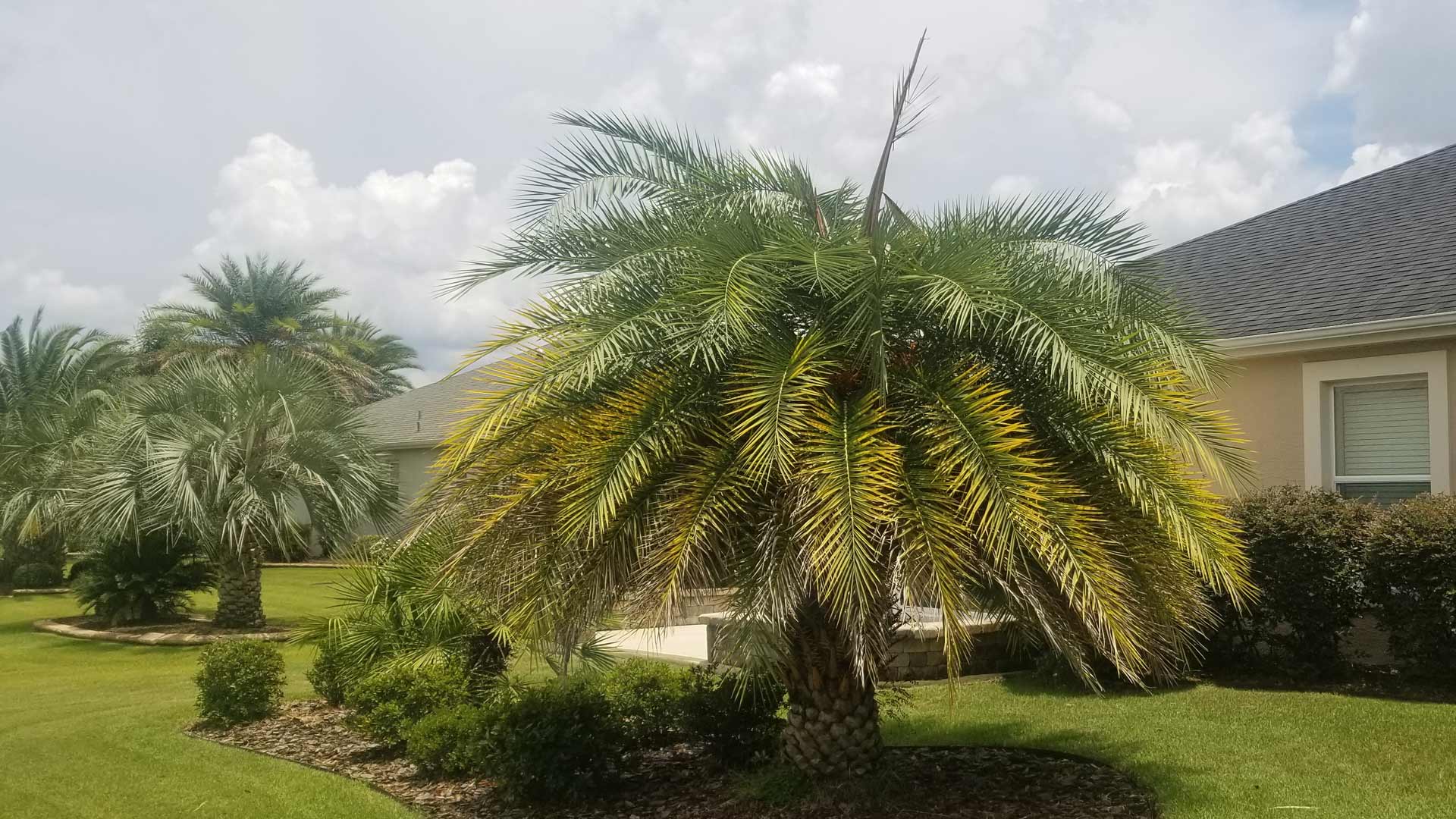 Palms in a landscape bed in Oxford, FL.