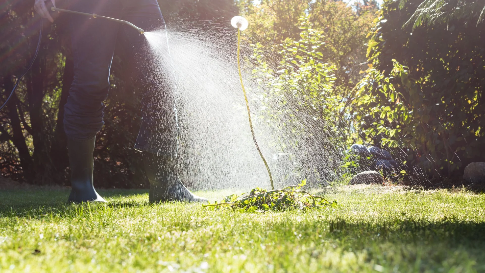 Will Weed Control Treatments Kill Your Grass or Just Weeds?