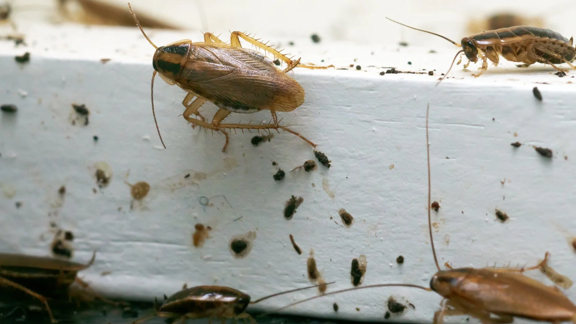 How do I Keep Pests Out of My Home?