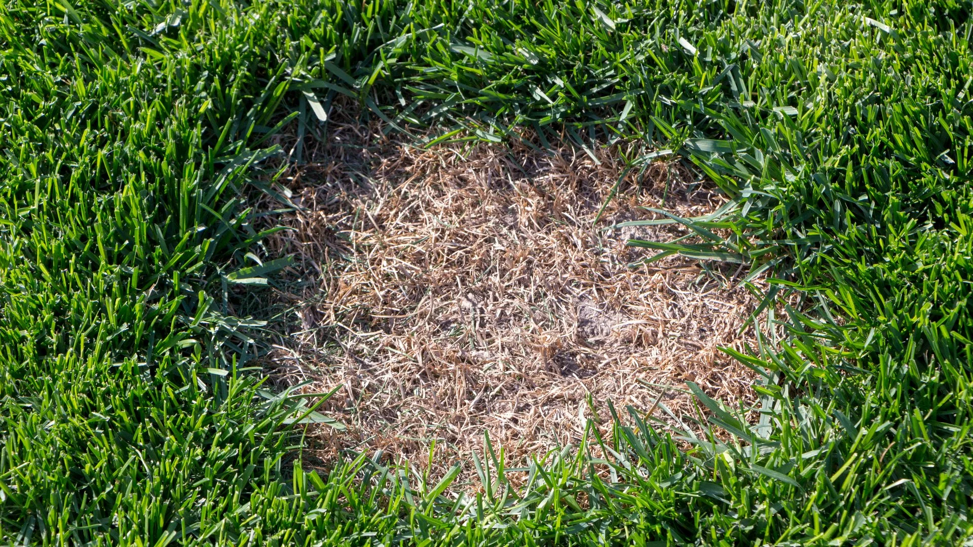 Can Dollar Spot Be Treated?