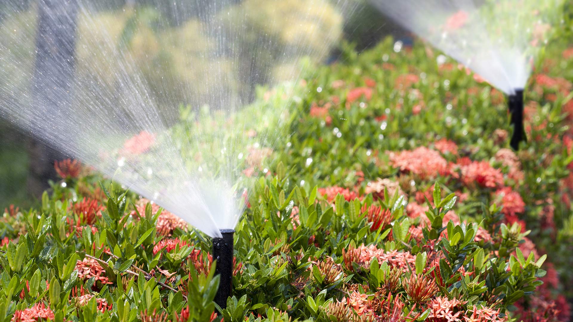 Sprinkler praying shrubs with fertilizer with the sun light reflecting off of the liquid.