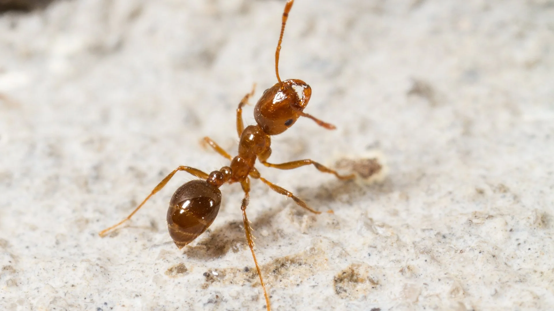 Will Fire Ants Bite Dogs