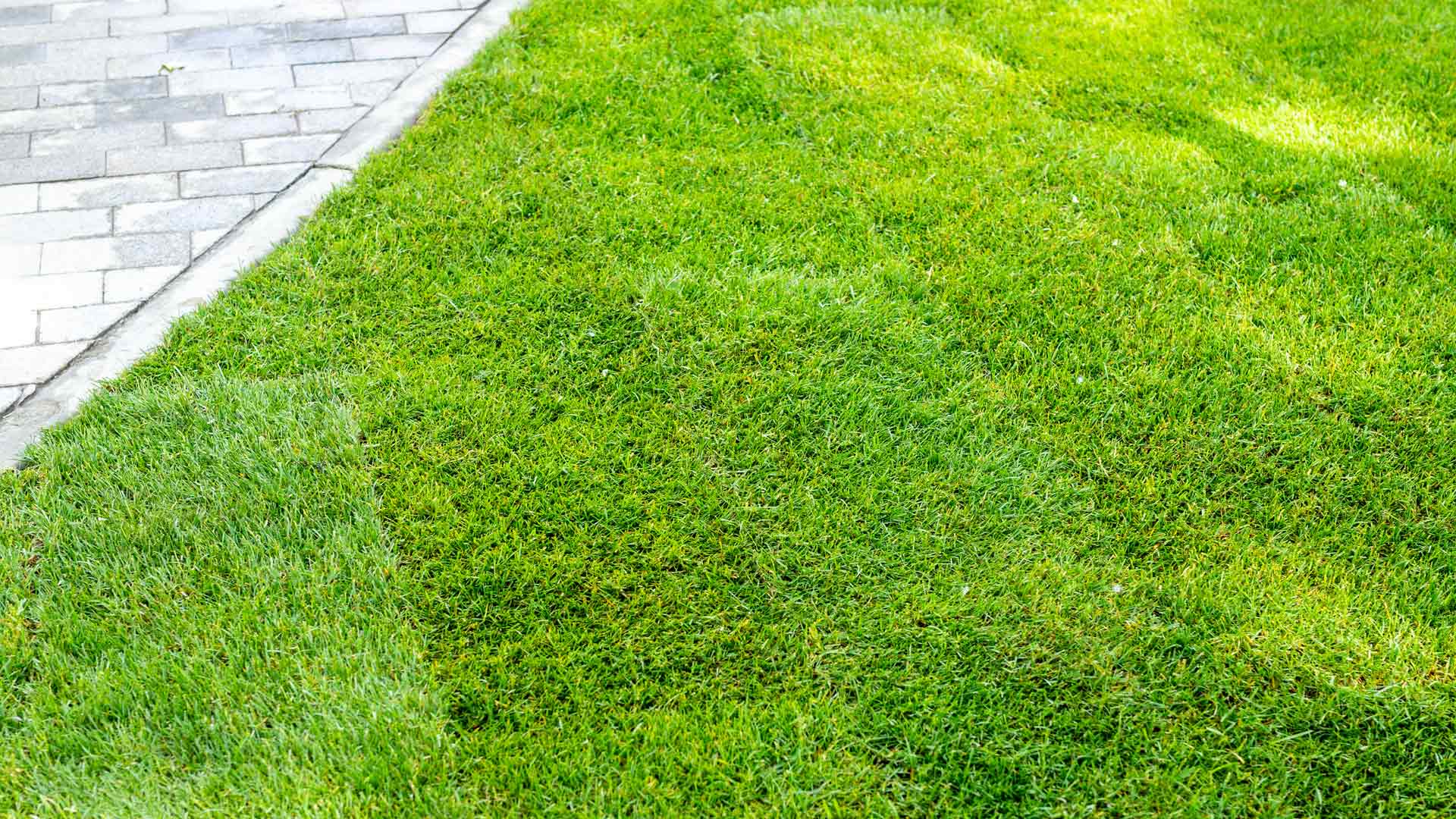Newly installed sod lawn for a property in Wildwood, FL.