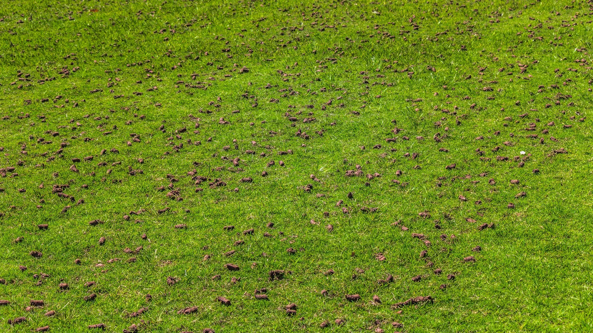 Will Core Aeration Reduce the Thatch Layer on Your Lawn?