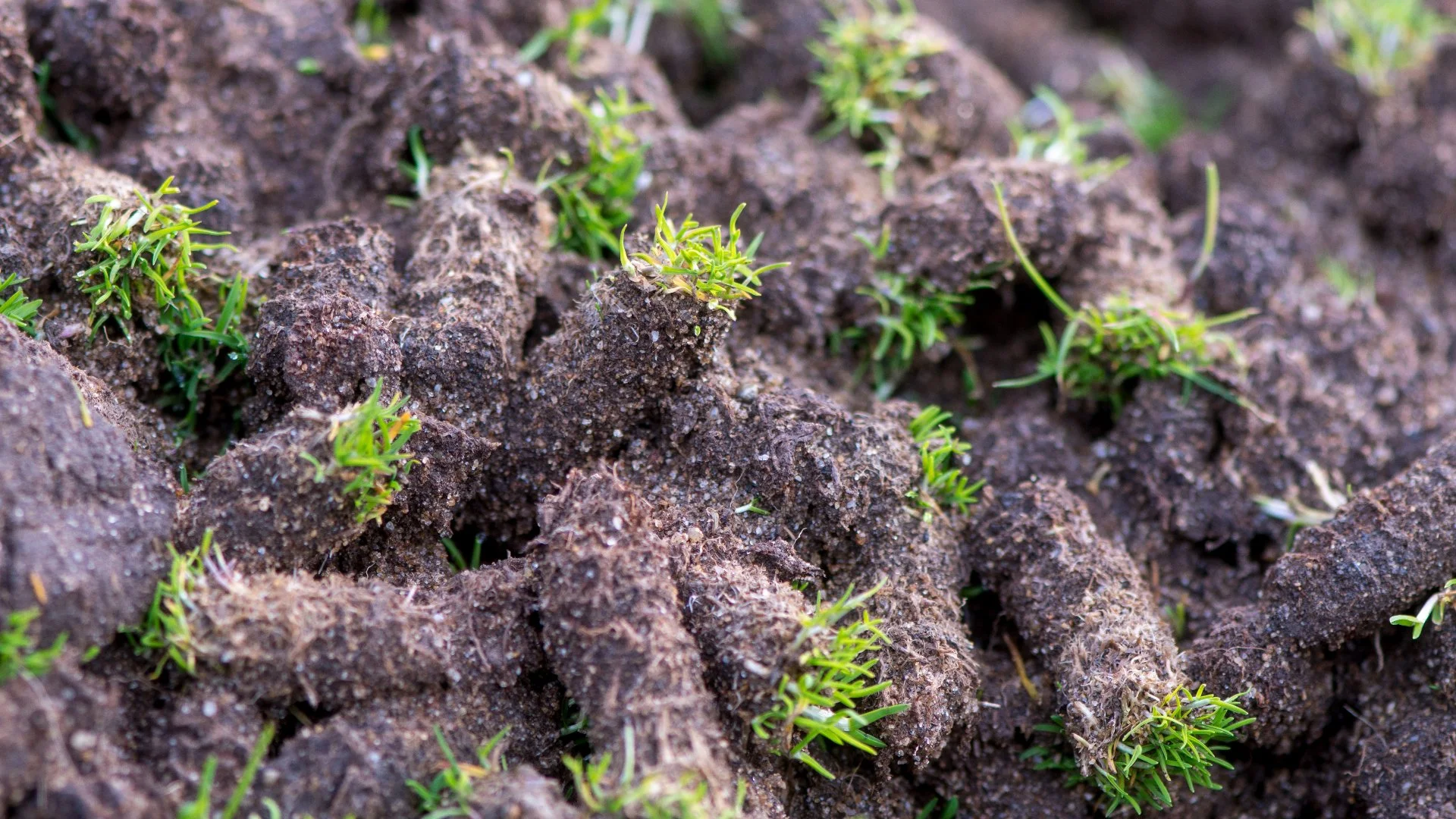 Do You Need to Aerate Your Lawn Every Year?