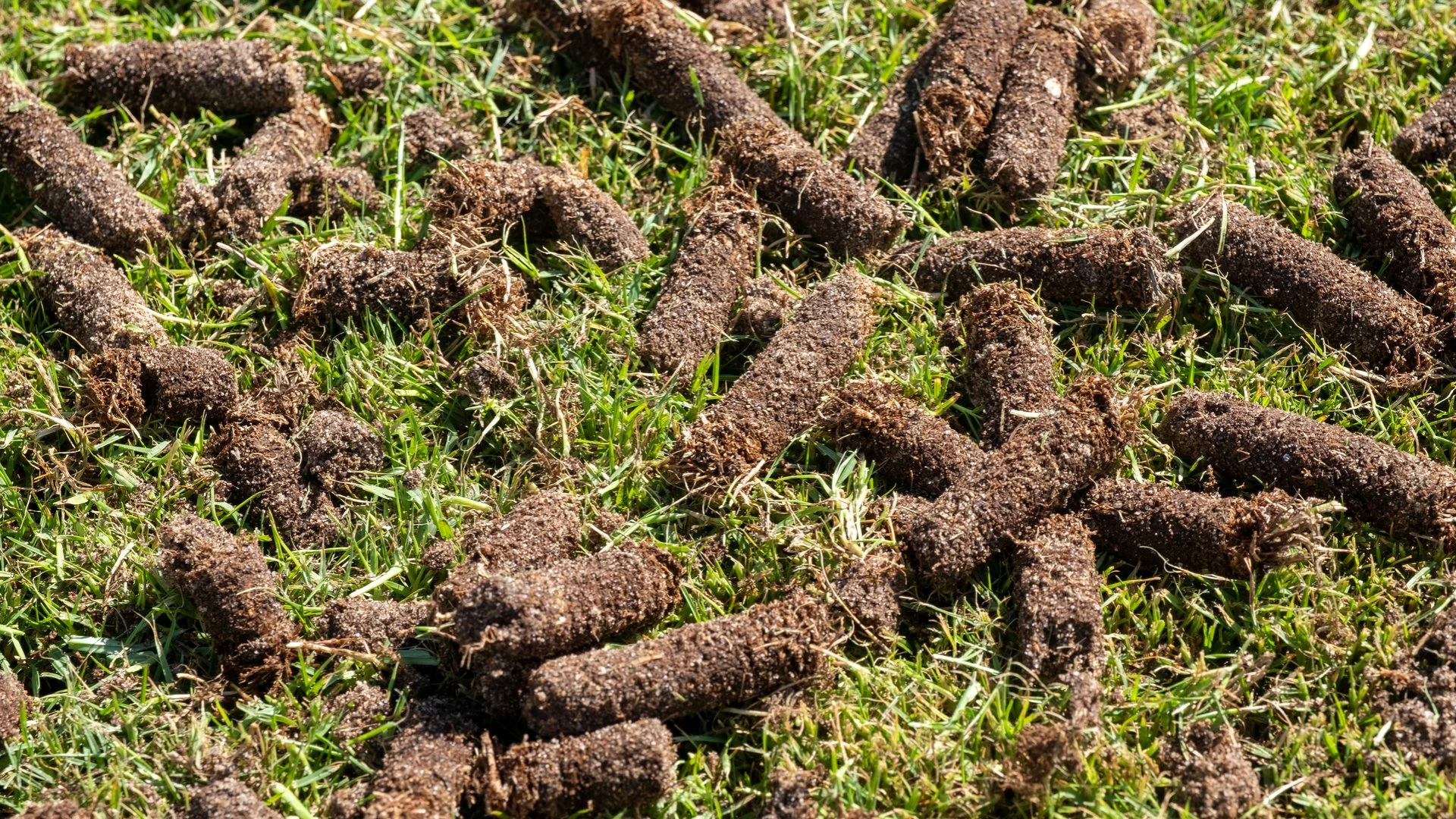 Should You Worry About Soil Plugs After Lawn Aeration?