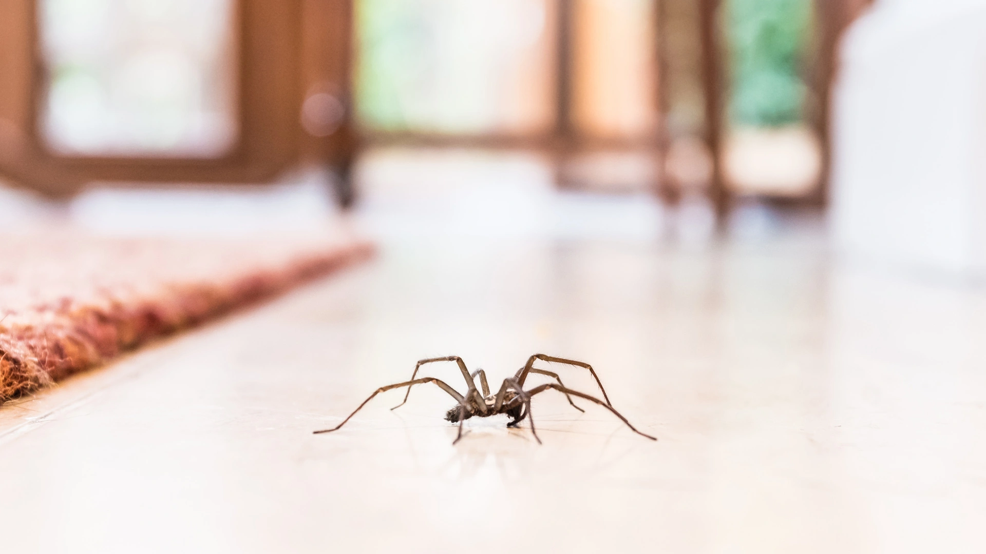 A spider found crawling inside of a home in Wildwood, FL.