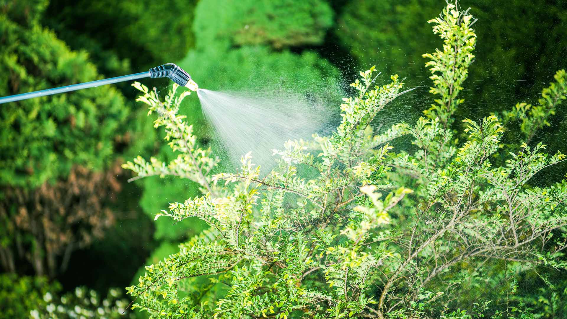 Spraying a shrub with liquid fertilizer near The Villages, FL.