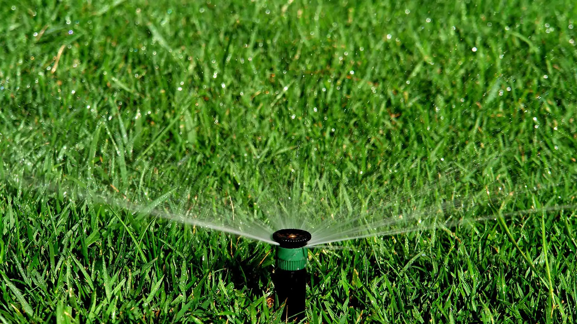 An irrigation sprinkler head watering a lawn near The Villages, FL.