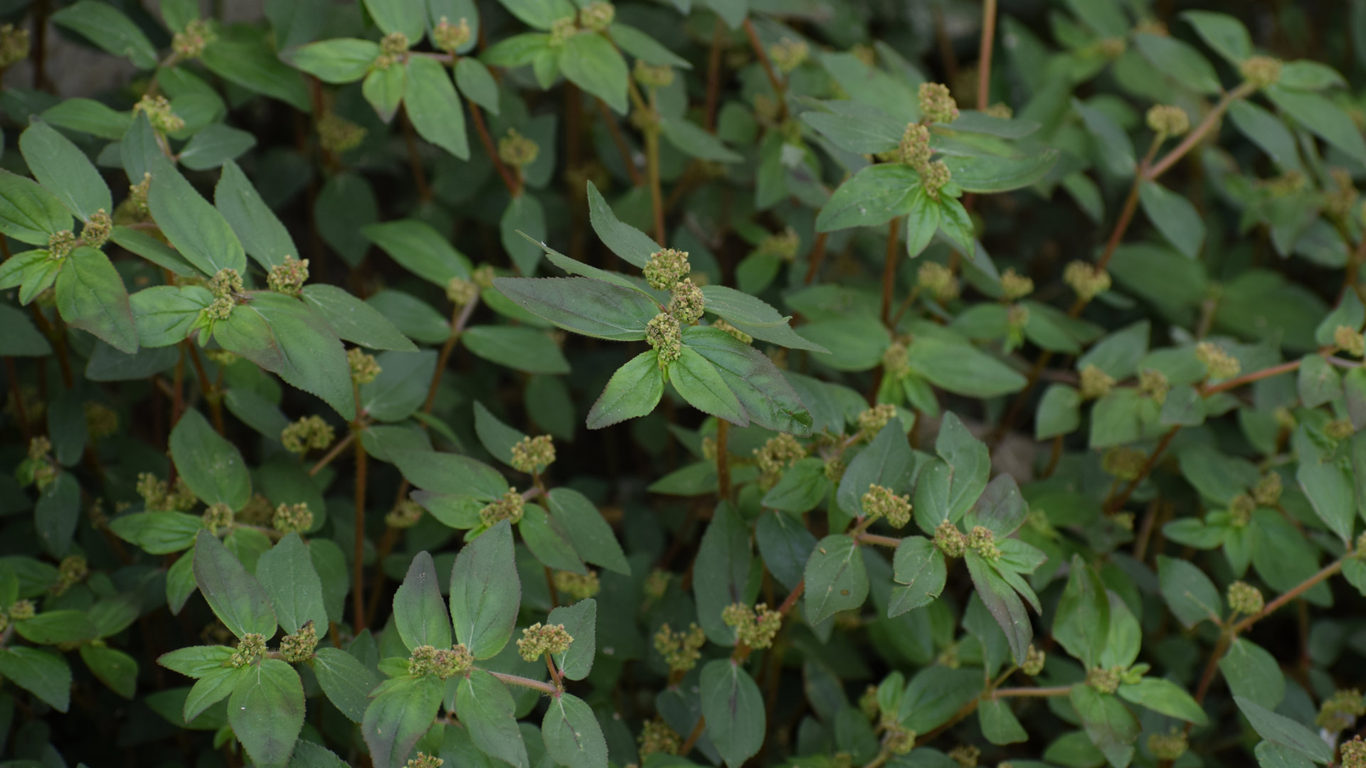 A spurge weed has become overgrown on a lawn near Wildwood, FL.