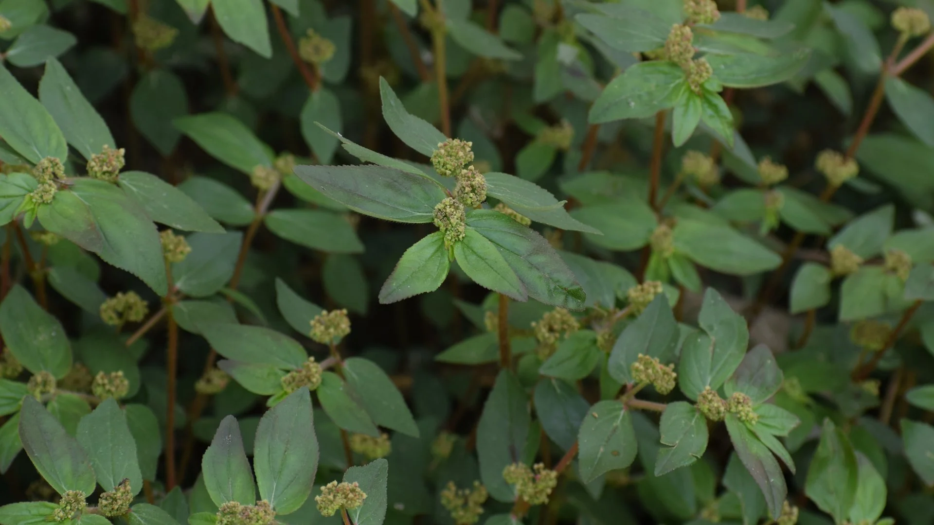 How Long Does It Take for Post-Emergent Weed Control to Start Working?