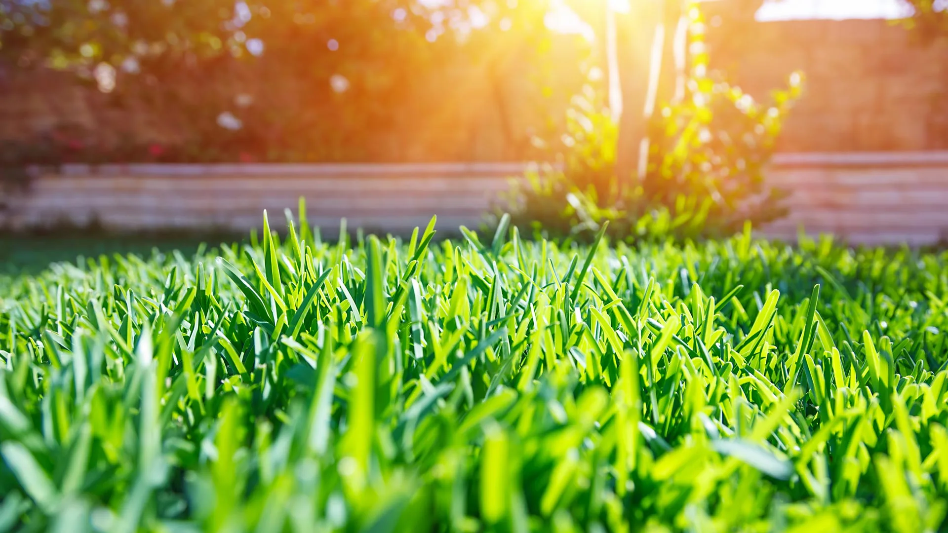 Sunray in background of a serviced lawn in Stonecrest, FL.