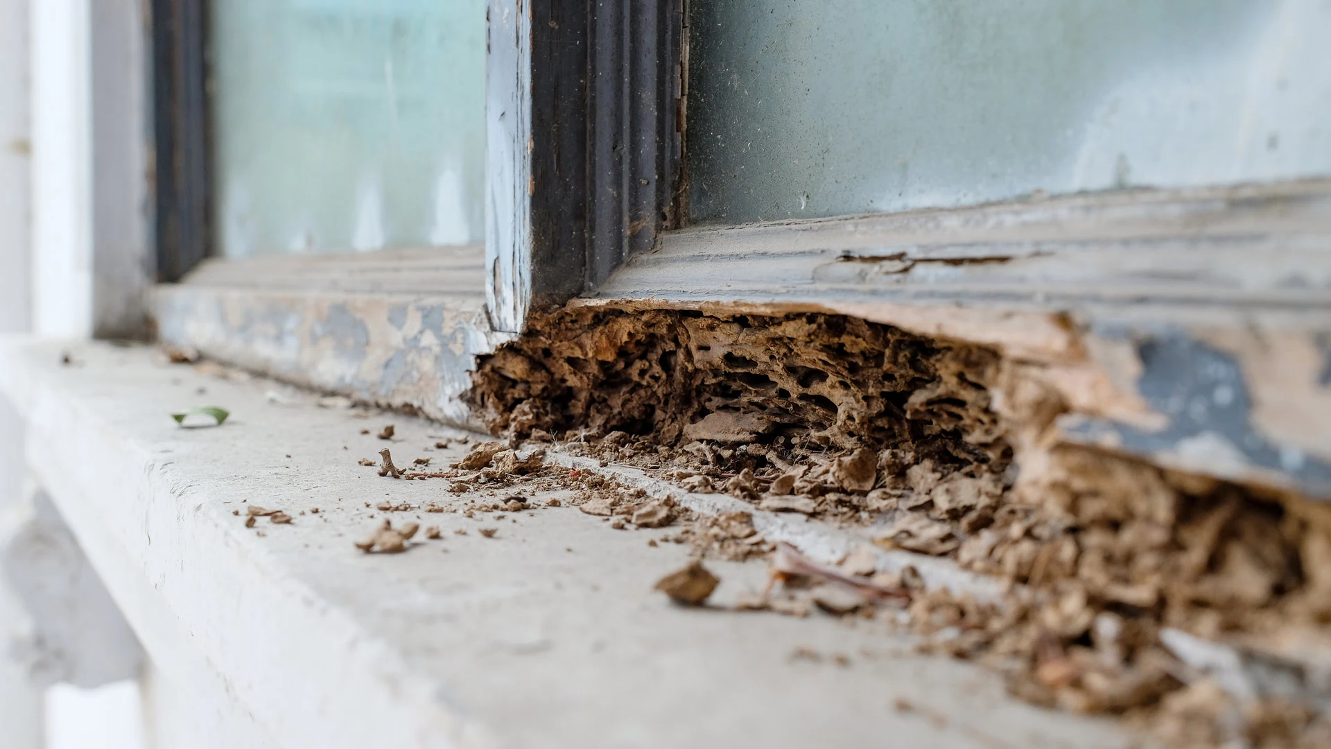 Termite damage found on home in The Villages, FL.