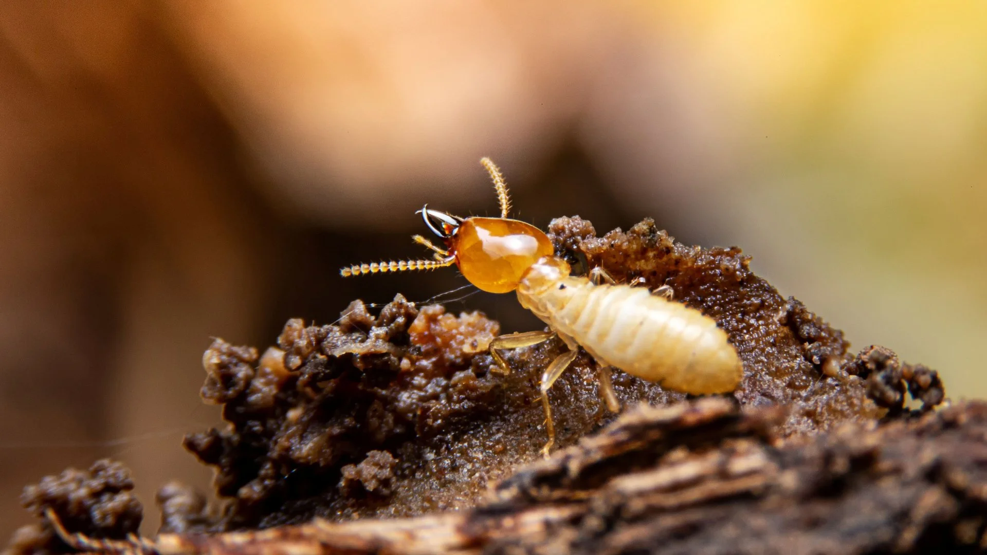 Are Termites Difficult to Get Rid Of?