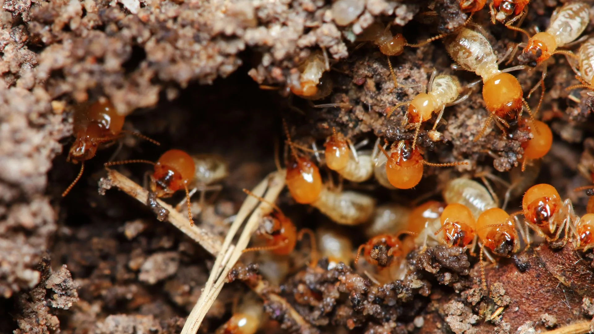 How to Protect Your Home From Termites