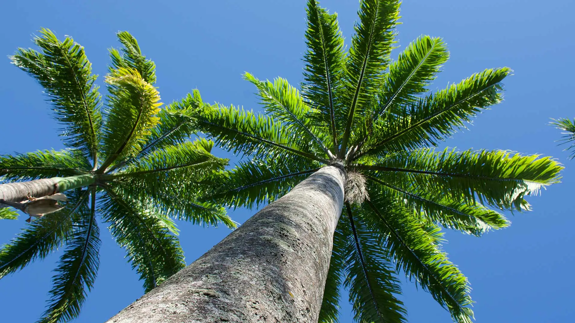 Beautiful palm trees and the sky on a warm sunny day in The Villages, FL.