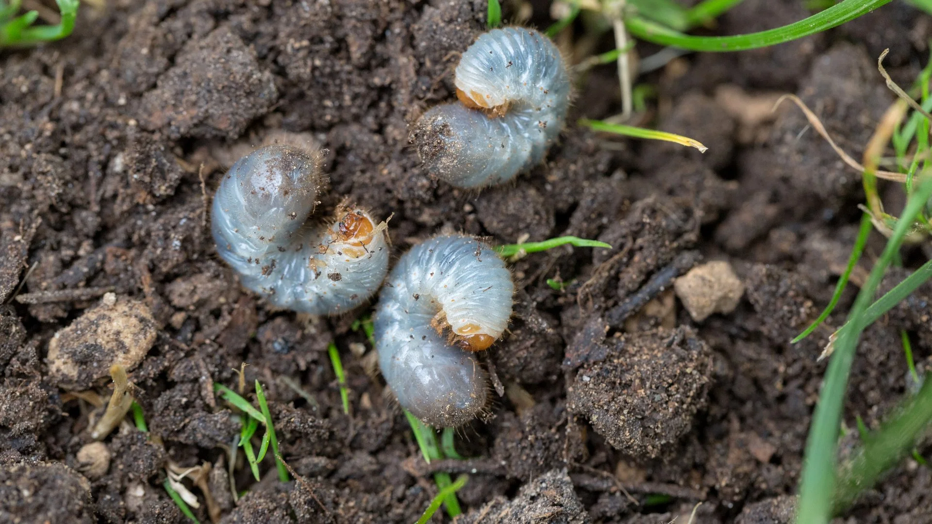 Are Grubs Destroying Your Lawn? Here’s What You Should Do!