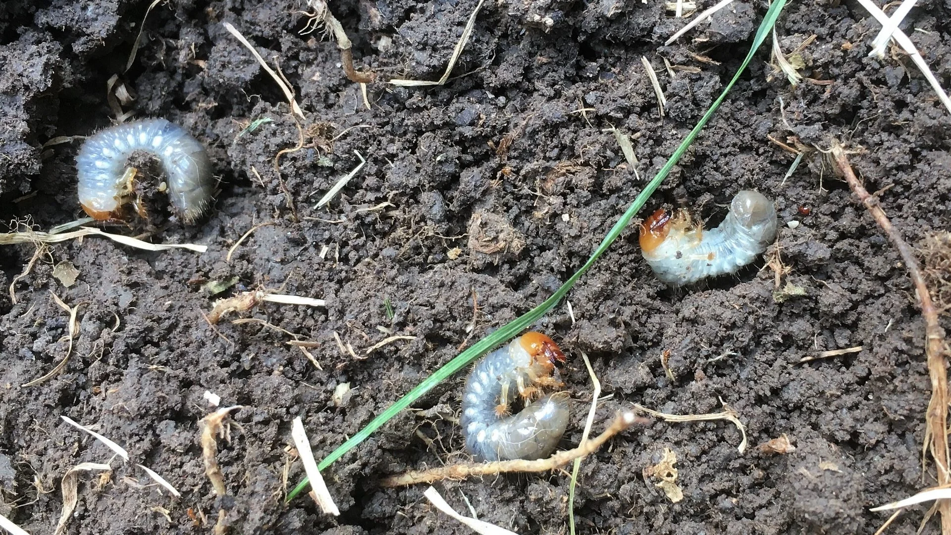 Spending Money on Preventative Grub Control Can Actually Save You Money!