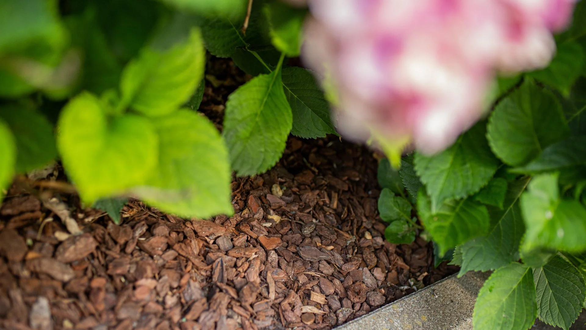 Make Sure to Refresh Your Mulch So Your Plants Benefit From This Ground Cover!