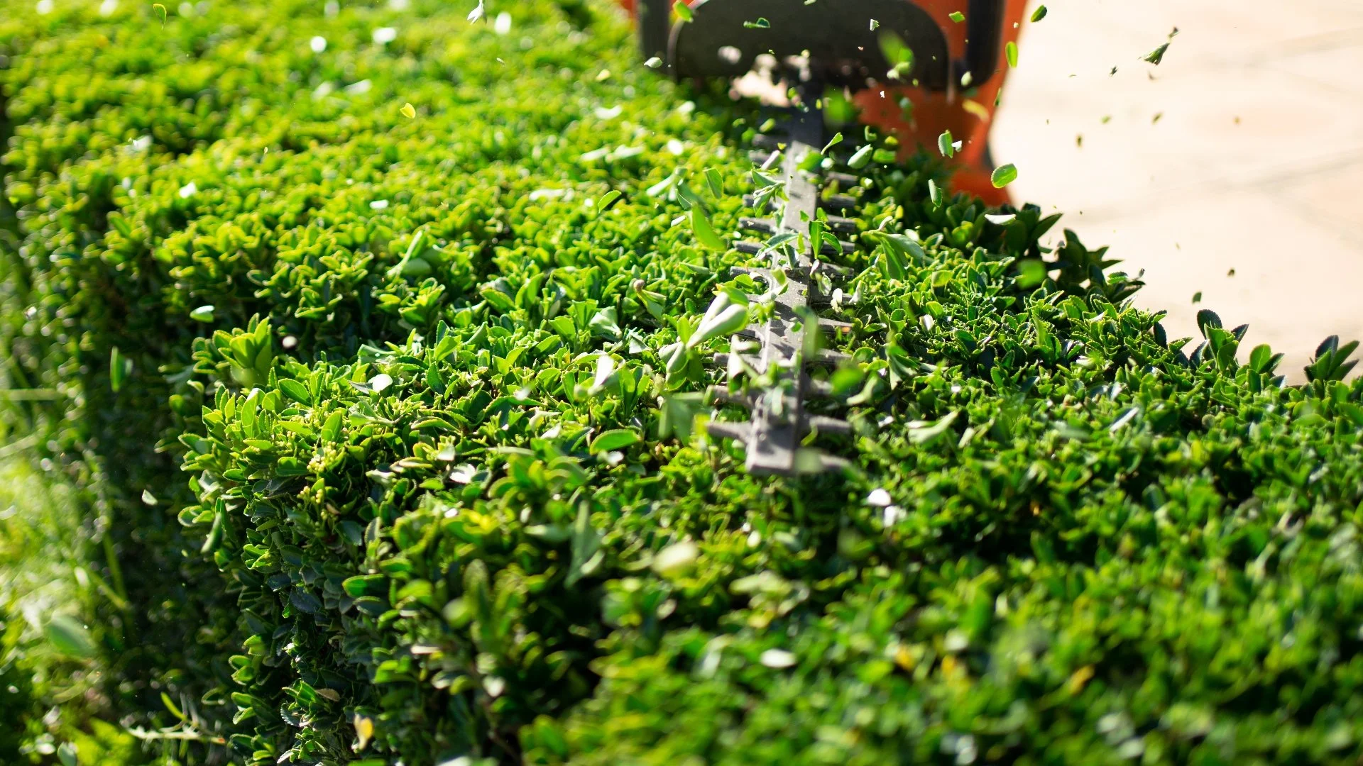 The Consequences of Not Trimming Your Plants