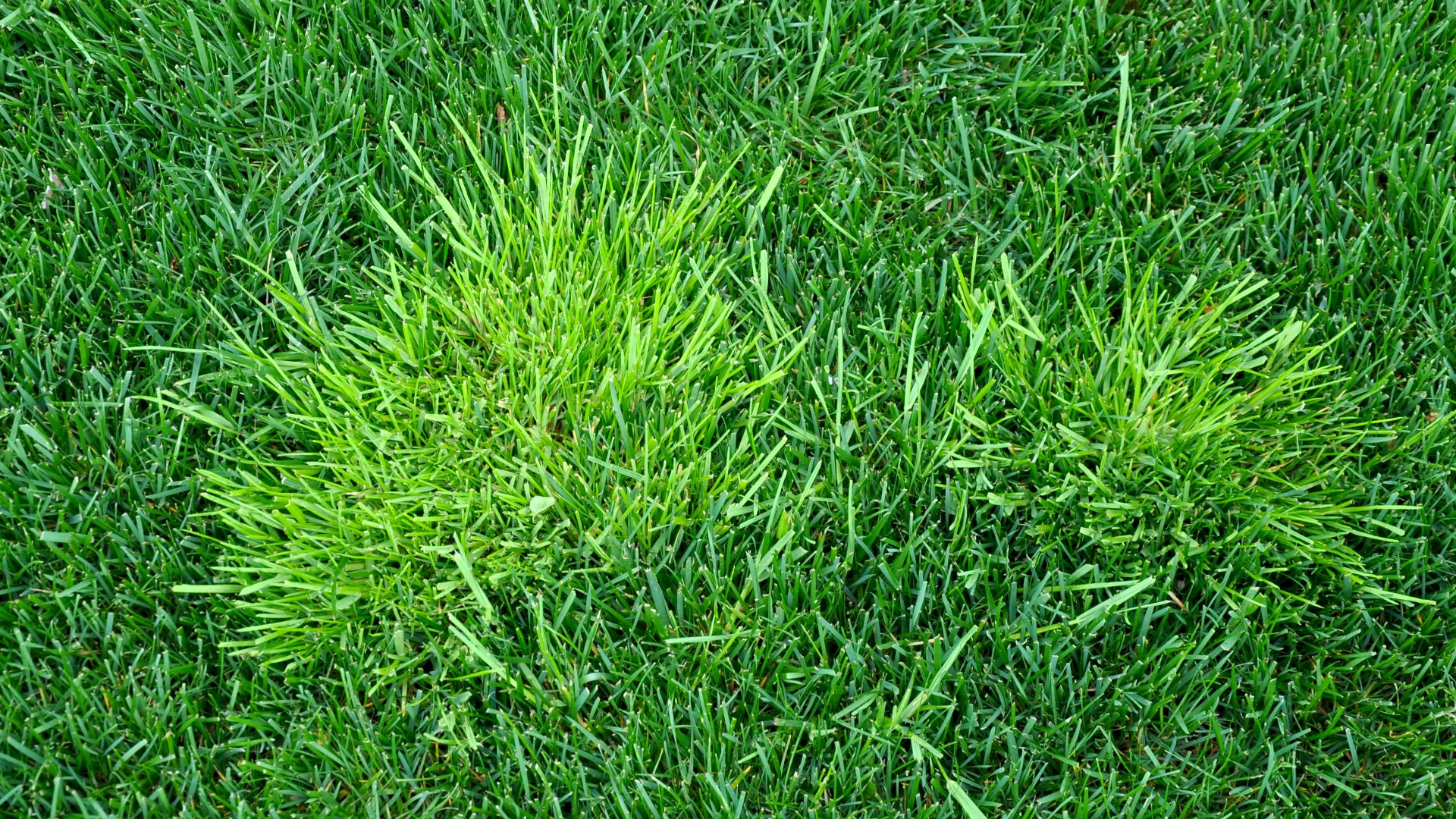 5 Nuisance Weeds to Keep an Eye Out for on Your Lawn in The Villages, FL
