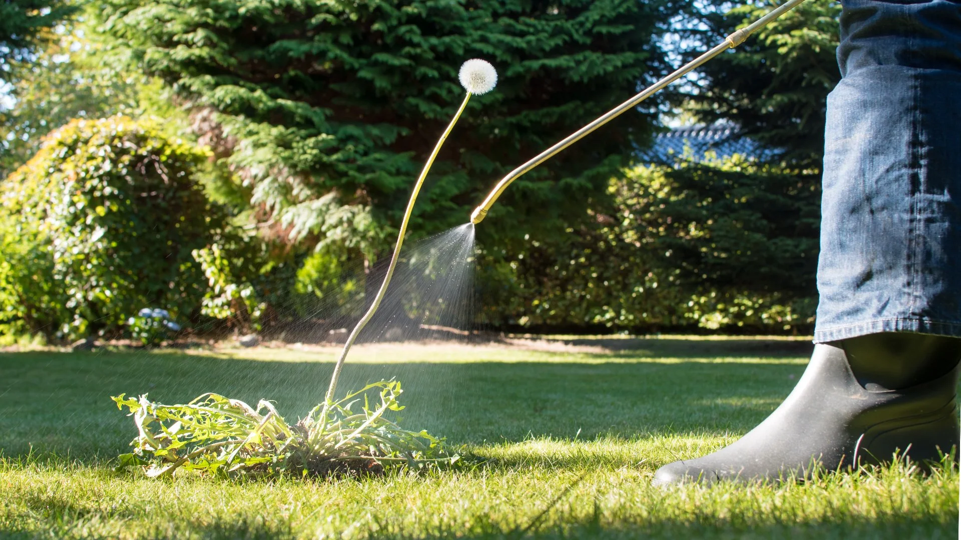 A beautifully curated lawn, cared for and maintained by FertiGator Lawn Care in The Villages, FL area.