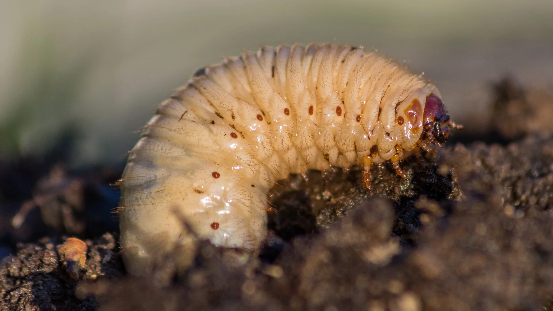 Will a Grub Infestation Eventually Go Away on Its Own?