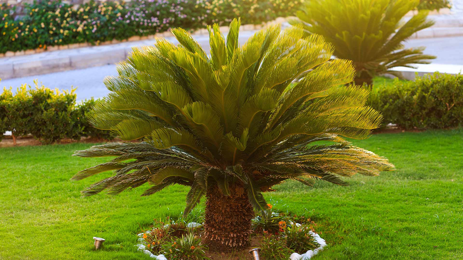 A beautiful palm tree in the front lawn of a home with a driveway and some landscaping in the background near Wildwood, FL.