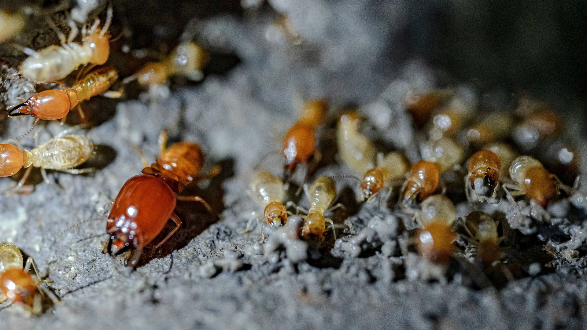 How Long Does a Preventative Termite Control Treatment Last?