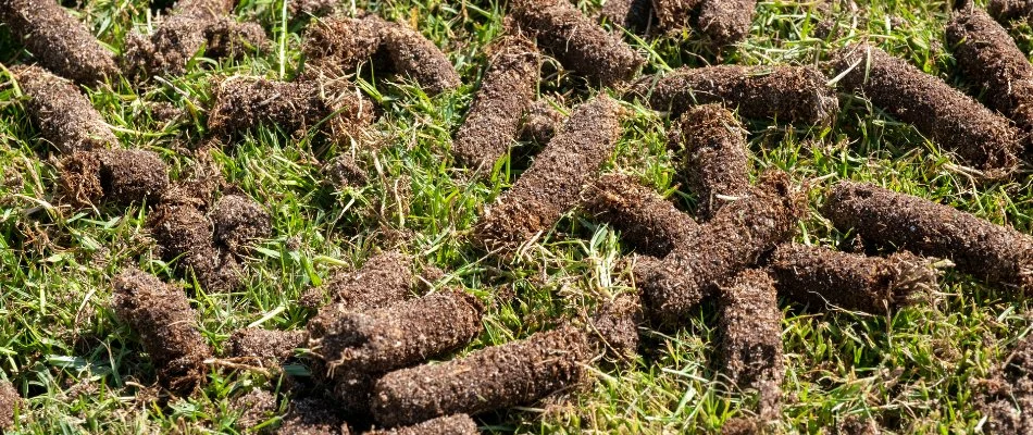 Aeration plugs on a lawn in The Villages, FL.